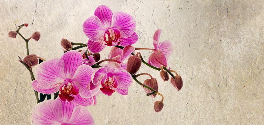 orhideje ljubičasto roza 