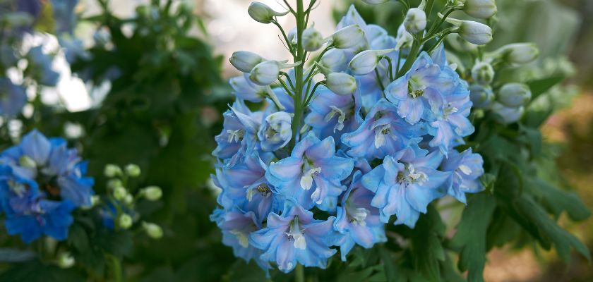 Delphiniums  cvijeće plave boje 