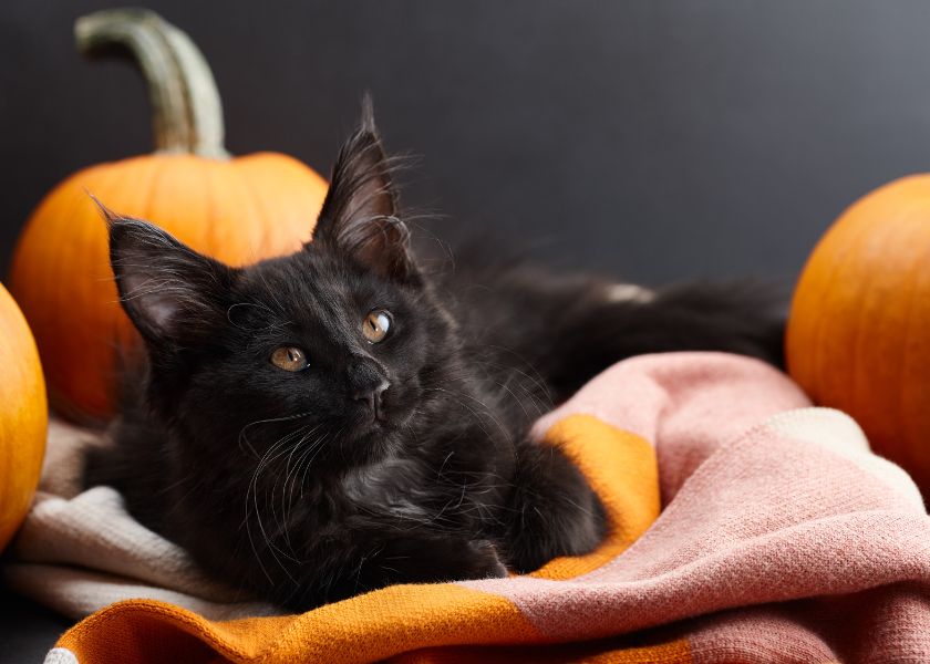 Crna mačka i Halloween