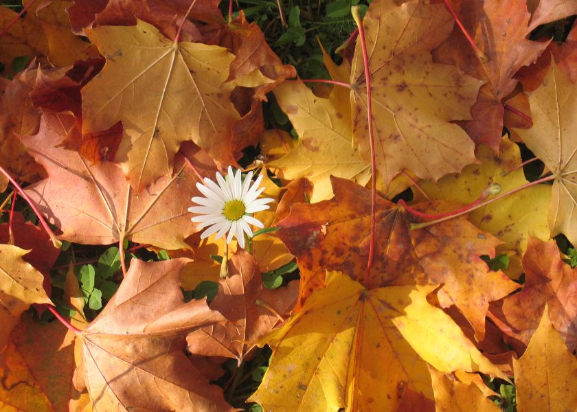 Otpalo lišće šarenih boja i tratinčica na sredini 