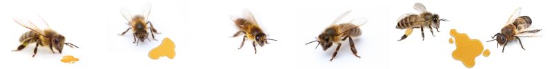 Pčele koje prave med