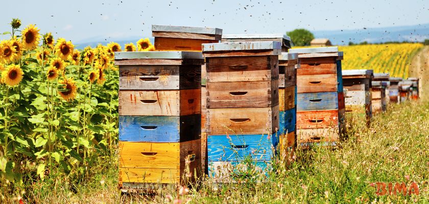 Uloga pčela u poljoprivredi - košnice