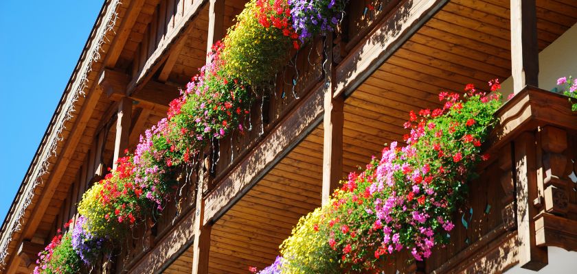 Cvijeće za balkon - top 10 po izboru Bime