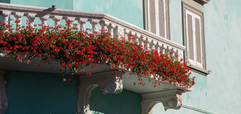 Ukrasno cvijeće za balkone