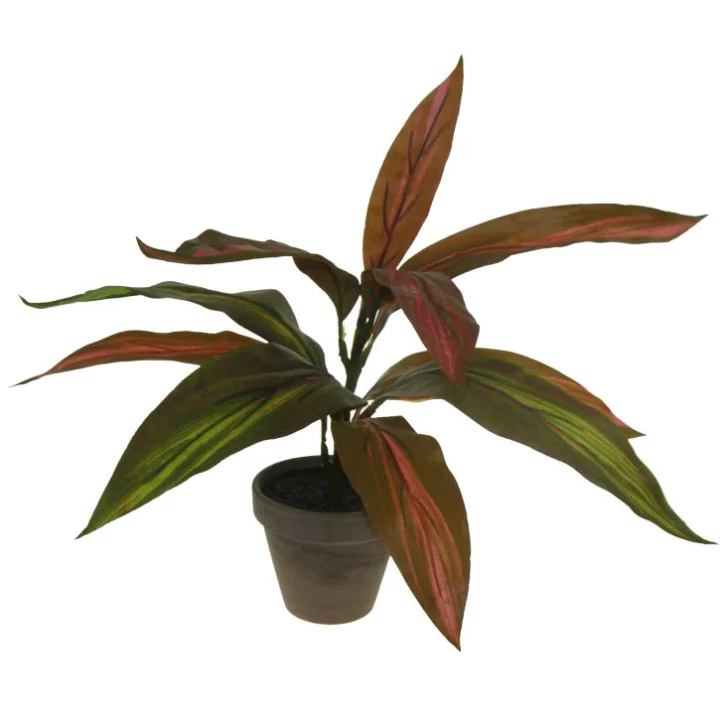 amazon glanzmispel Glanzmispel – Photinia 'Red Robin' (Mehrstämmig) – Blupf by Kitzinger main image 1