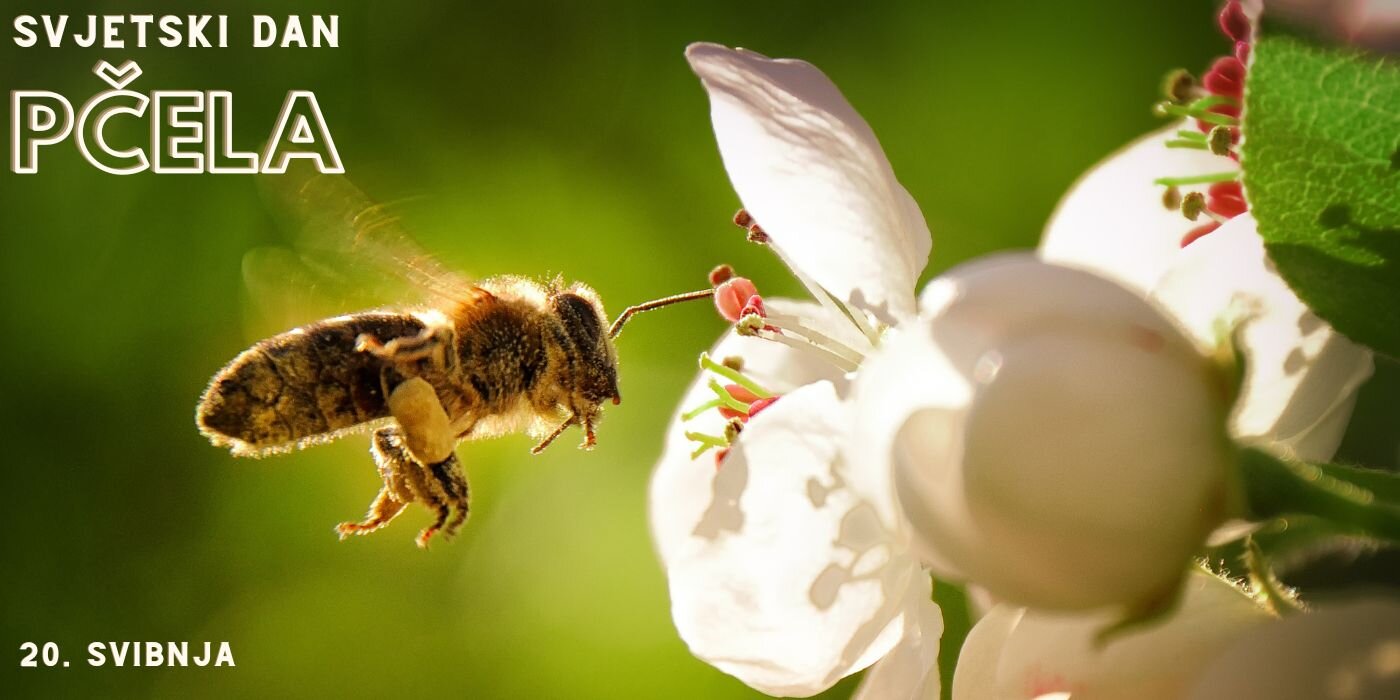 Svjetski dan pčela - 20. svibnja
