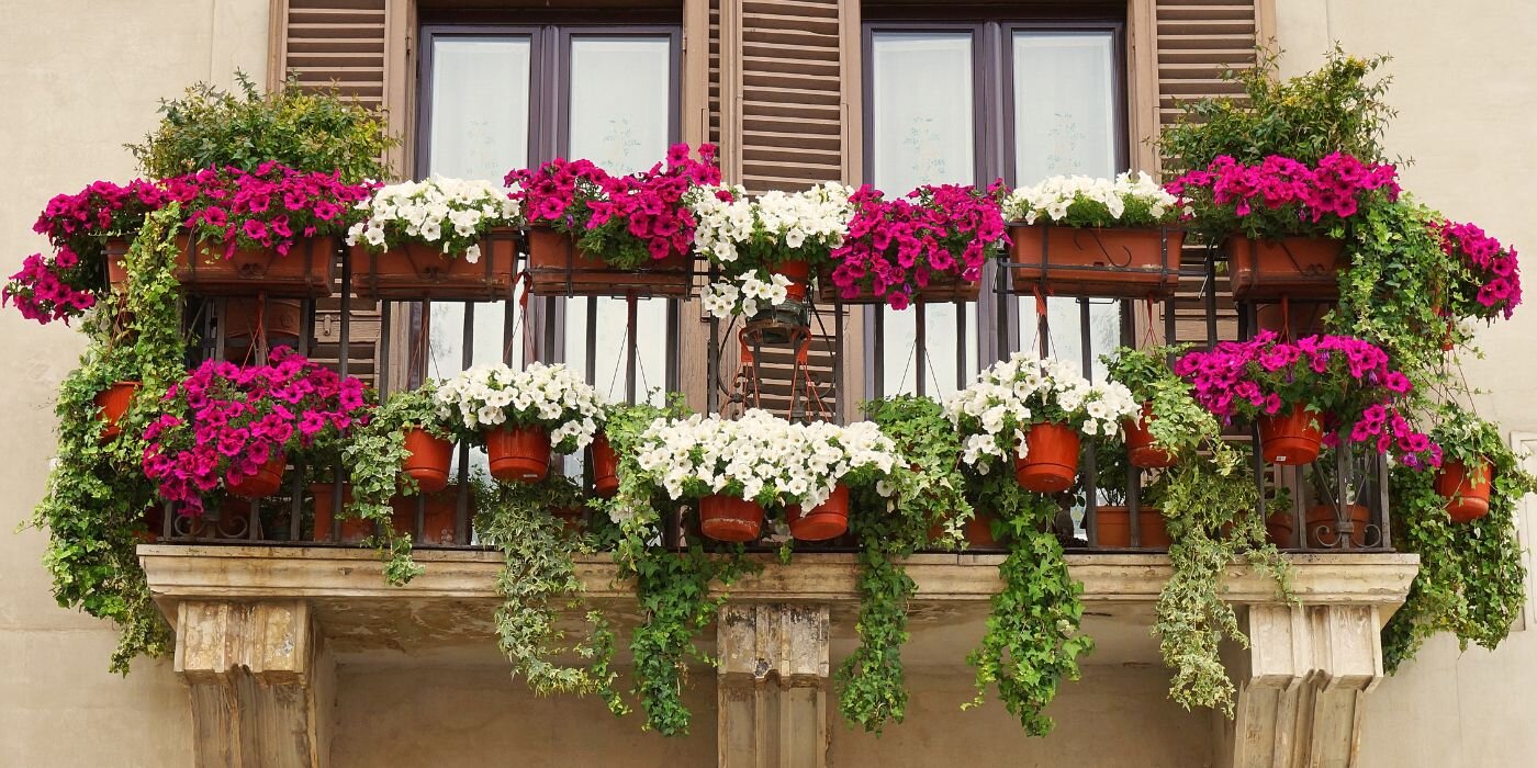 Cvijeće za balkon